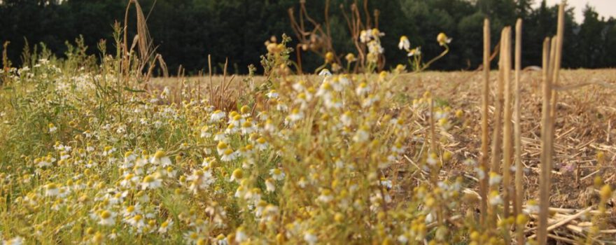 Header Bild 4