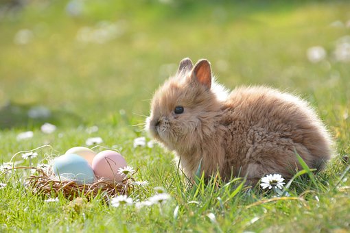 Hase Hase