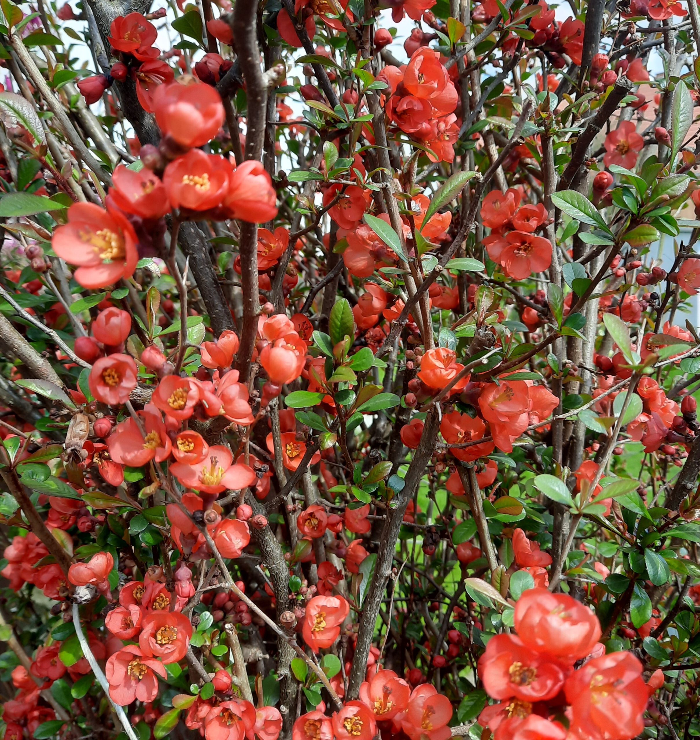 frühling