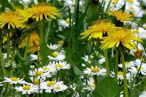 gänseblümchen und löwenzahn