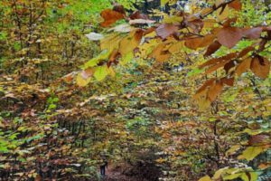 IMG-20260211-WA0046 IMG-20260211-WA0046