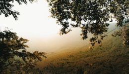 branches-of-the-trees-and-a-foggy-valley