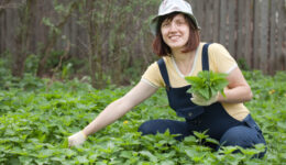 Woman gathers nettle